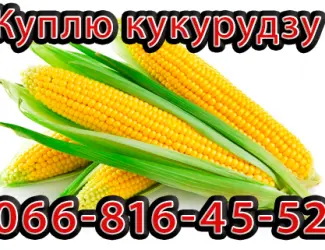 Зображення для оголошення Куплю Кукурудзу Урожай 2024