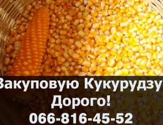 Зображення для оголошення На постійній основі купуємо кукурудзу!Доступні послуги зберігання