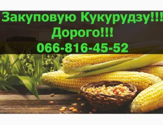Зображення для оголошення Купую кукурудзу у великих обсягах