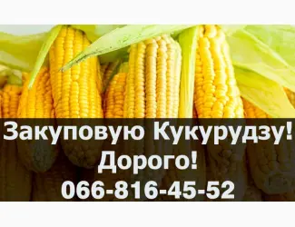 Зображення для оголошення Купую кукурудзу у будь якому обсязі