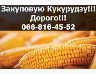Зображення для оголошення Придбаю кукурудзу від фермерів та населення!Наявні Контракти!Дорого