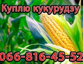 Зображення для оголошення Закуповую Кукурудзу цьогорічного урожаю