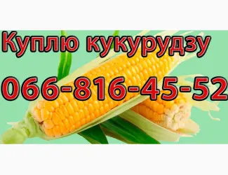 Зображення для оголошення Закуповую Кукурудзу цьогорічного урожаю!В необмежених обсягах
