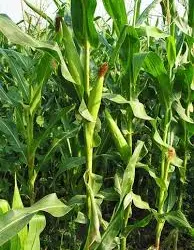 Зображення для оголошення Кукуруза ВН 63 ФАО 280