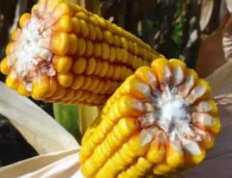 Зображення для оголошення Насіння кукурудзи гібрид Марсель