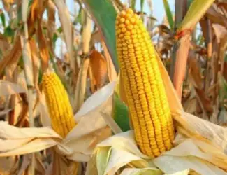 Зображення для оголошення Насіння кукурудзи гібрид Монблан ФАО 320 (2023 рік)