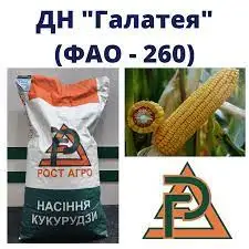 Зображення для оголошення Насіння кукурудзи ДН Галатея ФАО 260 Рост Агро