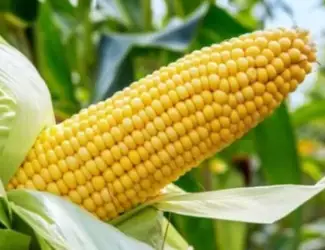 Зображення для оголошення Семена кукурузы ФАБРИС ФАО 280