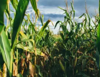 Зображення для оголошення Насіння кукурудзи ДН Рубін ФАО 290 Рост Агро