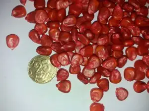 Зображення для оголошення Насіння кукурудзи Альт ФАО 230 Рост Агро