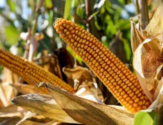 Зображення для оголошення Насіння кукурудзи Файєт ФАО 330 Рост Агро