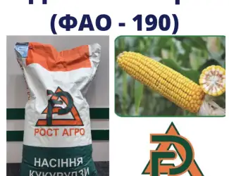 Зображення для оголошення Насіння кукурудзи ДН Синевир (ФАО 190) Рост Агро