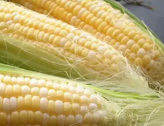 Зображення для оголошення Продам нассіня кукурузи від виробника
