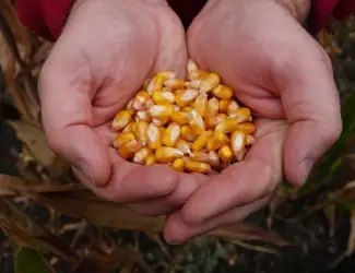Купляємо кукурудзу по Львівській обл та сусідніх