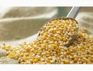 Купляємо кукурудзу по Закарпатській області