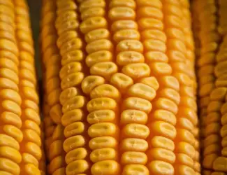Зображення для оголошення Продам Бразильскую кукурузу от поставщика с 25 000 т. Тонн