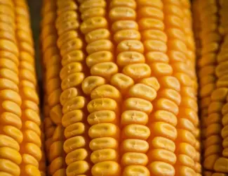 Зображення для оголошення Продам Бразильскую кукурузу от поставщика с 25 000 т. Тонн