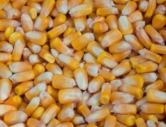 Зображення для оголошення Продам насіння кукурудзи від виробника від 1 до 20 тонн