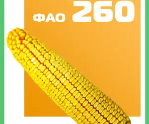 Зображення для оголошення Кукуруза ДН Фиеста ФАО 260