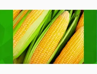 Зображення для оголошення Семена кукурузы отечественные производители