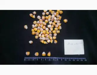 Зображення для оголошення Семена кукурузы от производителя
