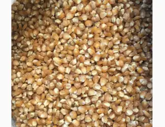 Семена сахарной кукурузы