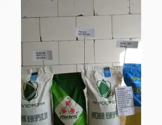 Продам насіння кукурудзи Хотин
