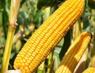 Кукурудза гібриди ''Леванте'' ФАО 280 та ''Остро'' ФАО 290, Mirasol Seed (Іспанія)