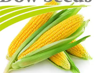 Зображення для оголошення Посевной материал кукурузы от компании Dow Seeds