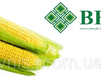 Зображення для оголошення ВНІС пропонує: Насіння кукурудзи ВН 63