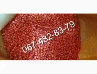 Продам семена кукурузы ADEL ФАО 260 канадский трансгенный гибрид