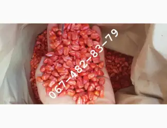 Продам семена кукурузы CORBIN ФАО 260 канадский трансгенный гибрид