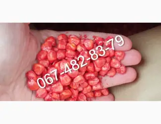 Продам Семена кукурузы CATALINA ФАО 260 канадский гибрид