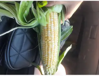 Продам кукурузу молодая