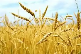 Зображення для оголошення Семена ярового ячменя ВСЕСВИТ элита 1 репродукция