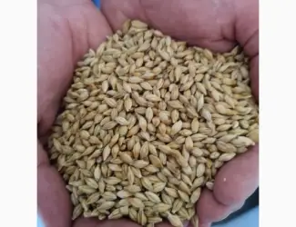 Зображення для оголошення Продам семена ячменя озимого сорт "Казанова"