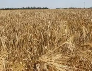 Зображення для оголошення Насіння ячміня озимого Казанова