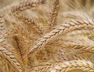 Зображення для оголошення Насіння ячміня озимого НАОМІ Німеччина