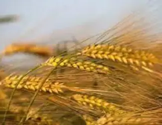 Зображення для оголошення Сорт Люсьєн ячмінь озимий
