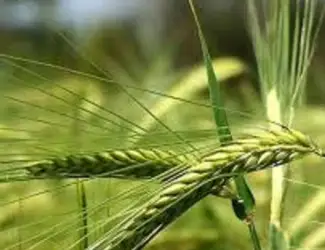 Зображення для оголошення Дворядний озимий ячмінь Сандра