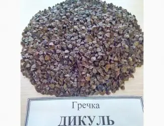 Зображення для оголошення Семена гречихи Дикуль