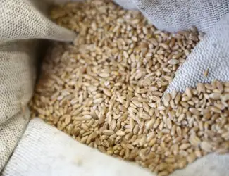 Зображення для оголошення Куплю зерновідходи. Куплю некондицію с.г культур
