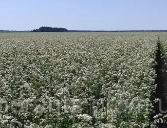 Продам насіння гречки сортів Арно та Дикуль