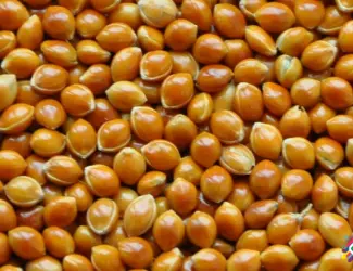 Зображення для оголошення Продам насіння проса Біла Альтанка