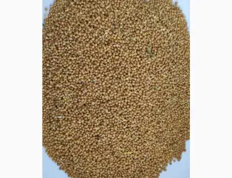 Зображення для оголошення Продам просо жовте органічне Organic Standard (Panicum miliaceum) - 400т.