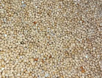 Зображення для оголошення Продам насіння просо для пожнивних посівів