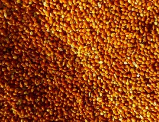 Зображення для оголошення Продам просо червоне