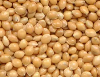 Просо 1 репродукцыя сорт Белая альтанка