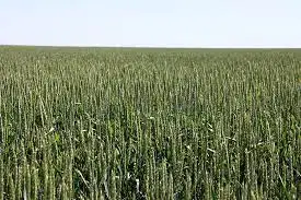 Зображення для оголошення Насіння жито озиме гібрид Гуттіно KWS