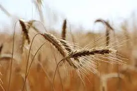 Зображення для оголошення Насіння жито озиме Стоір